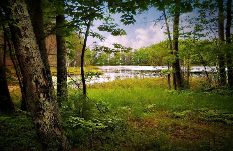 Летом в лесу...photo preview