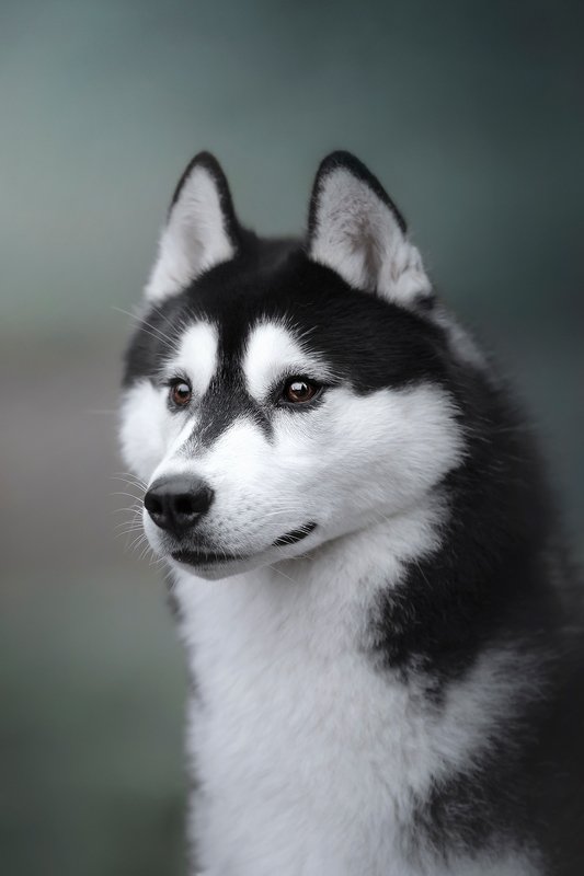 сибирский хаски Ferrophoto preview