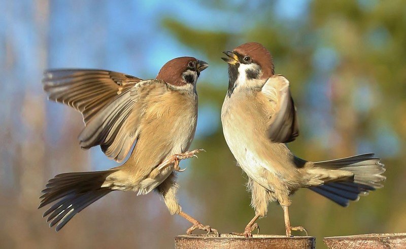 природа , птицы , полевые воробьи *****photo preview