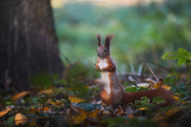 белка, лес, листья, осень photo preview