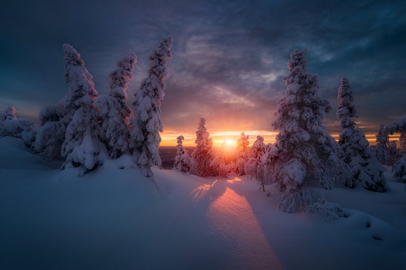 зима, снег, закат, ёлки Зимнее солнцеphoto preview