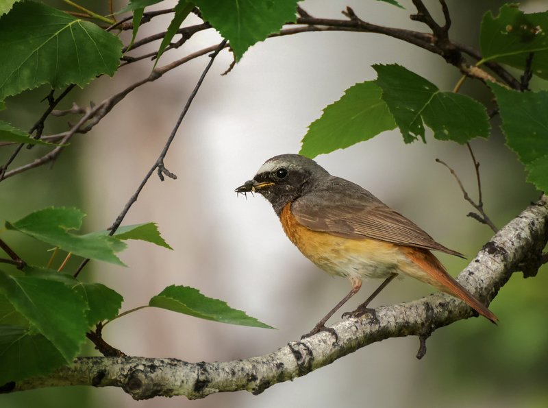 birds, птица, горихвостка, Горихвостка..photo preview