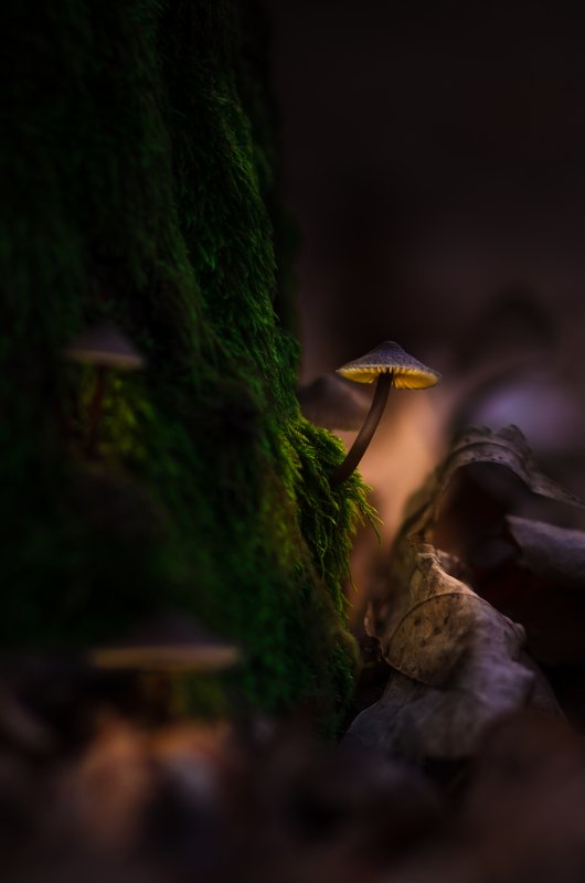 Чудо в январском лесуphoto preview