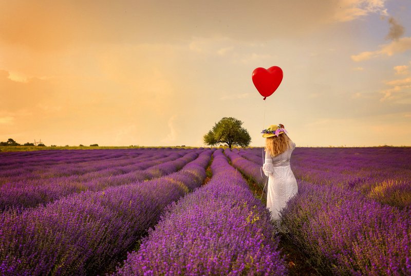 Lavender dreamsphoto preview