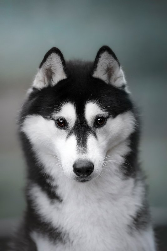 сибирский хаски Ferrophoto preview