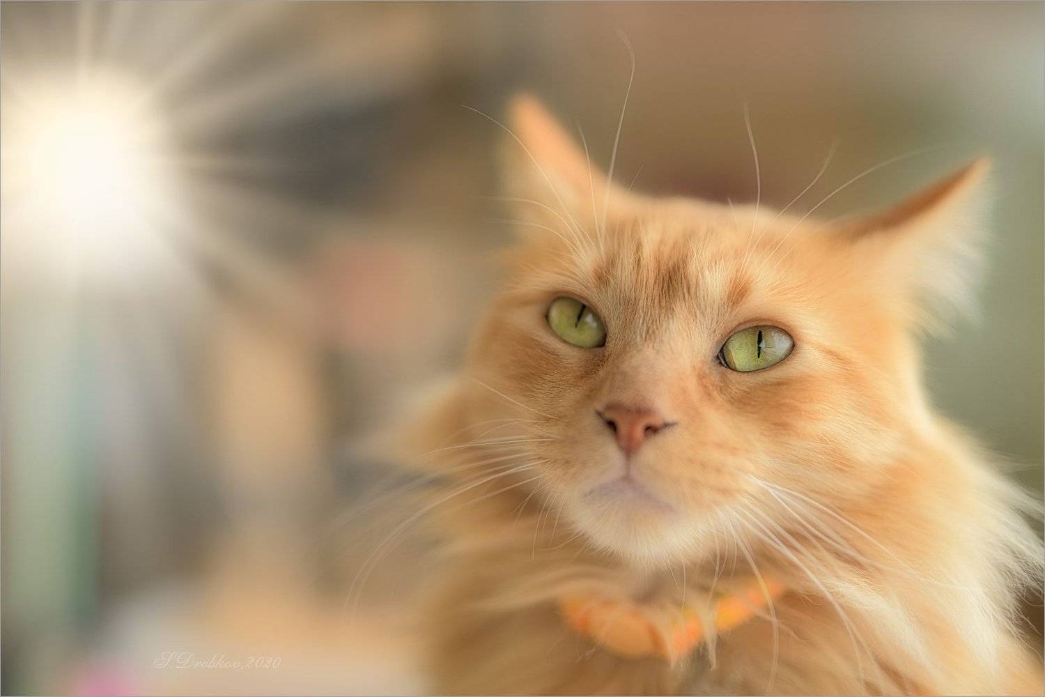 кошки, животные, портрет, Sergey Drobkov