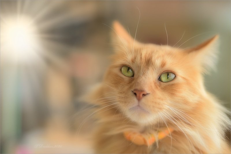 кошки, животные, портрет Lightphoto preview