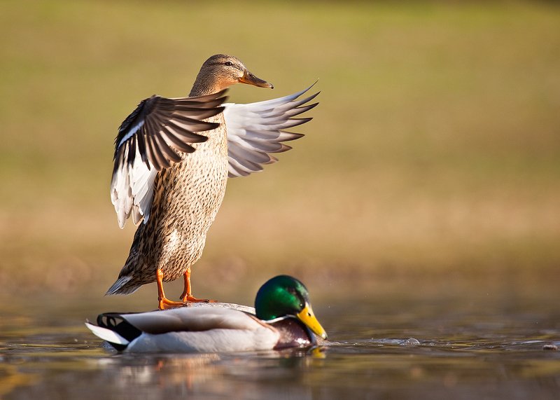 Ballerinaphoto preview