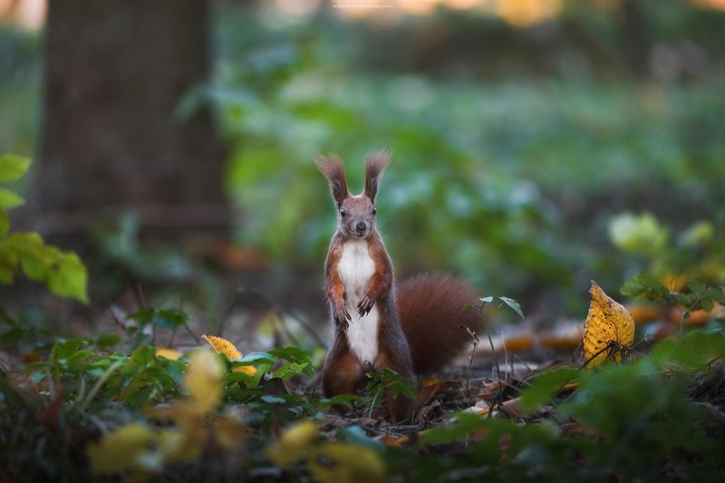 белка, осень, листья, взгляд, любопытство, природа photo preview