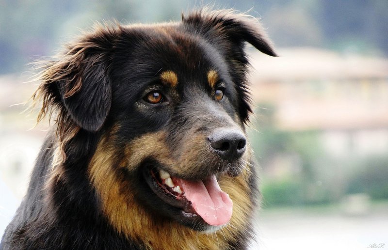 Добрый бездомный пес...photo preview