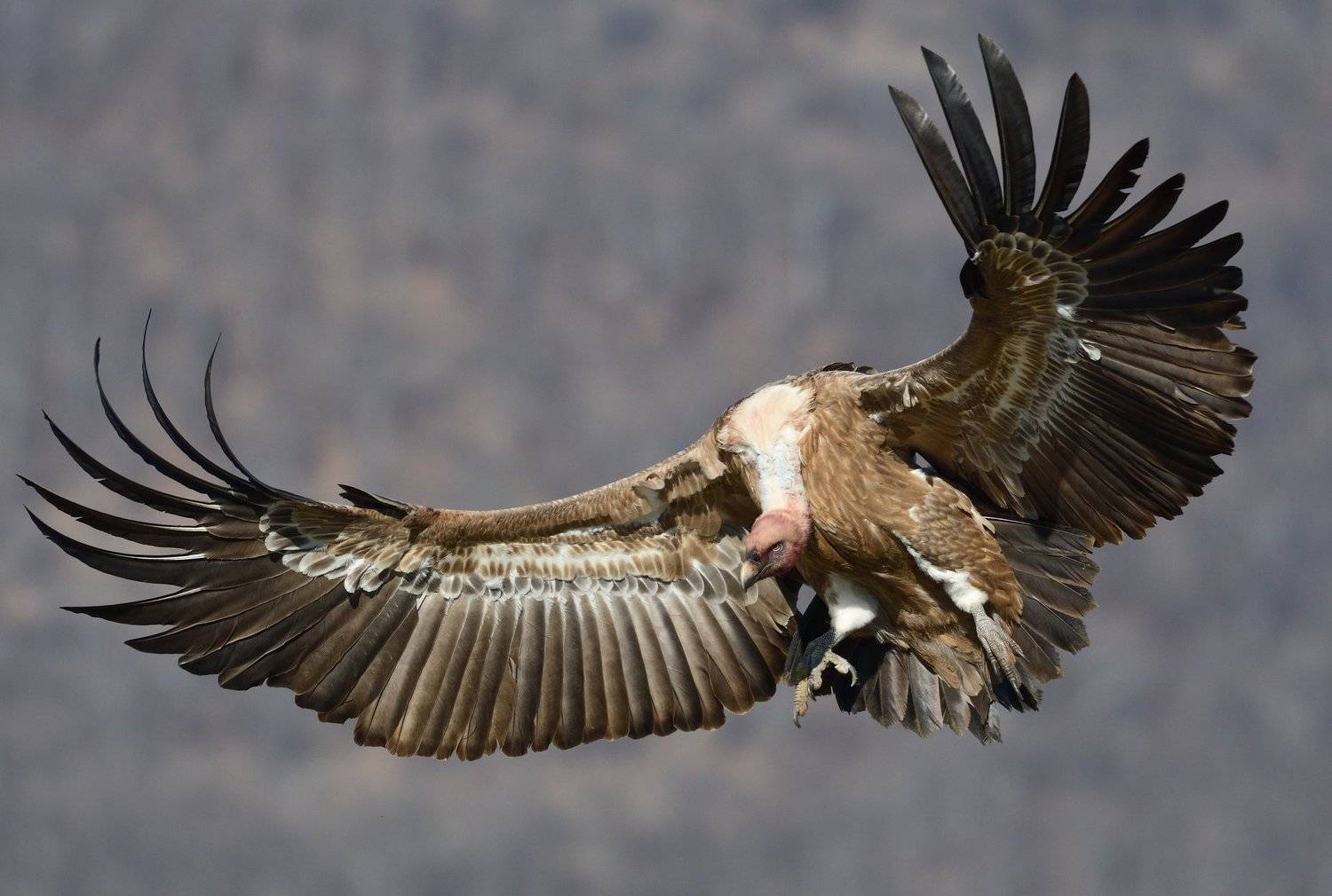 Griffon vulture. Автор: Димитър Русев bird, bird of pray, scavenging, nature, wild, wildlife, natural, wings, feathers, no people, Димитър Русев
