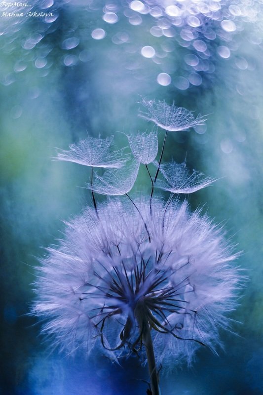 Легче воздуха.photo preview