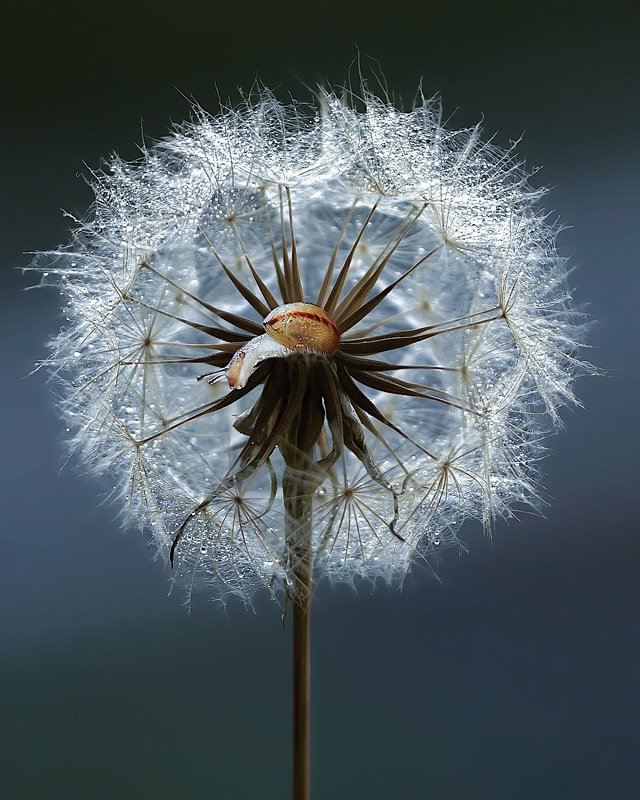 сердцевинкаphoto preview