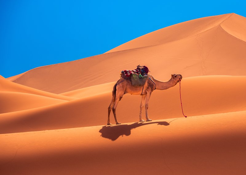 Camel, Sahara, Maroc, Sand Camelphoto preview