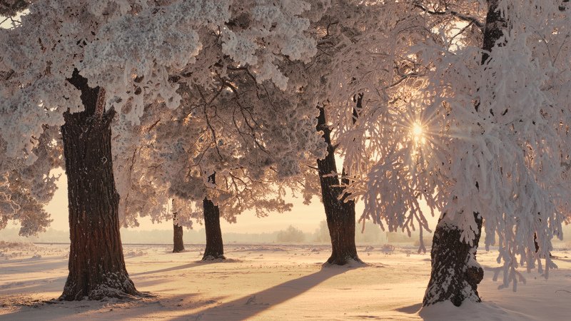 Зимний сад...photo preview