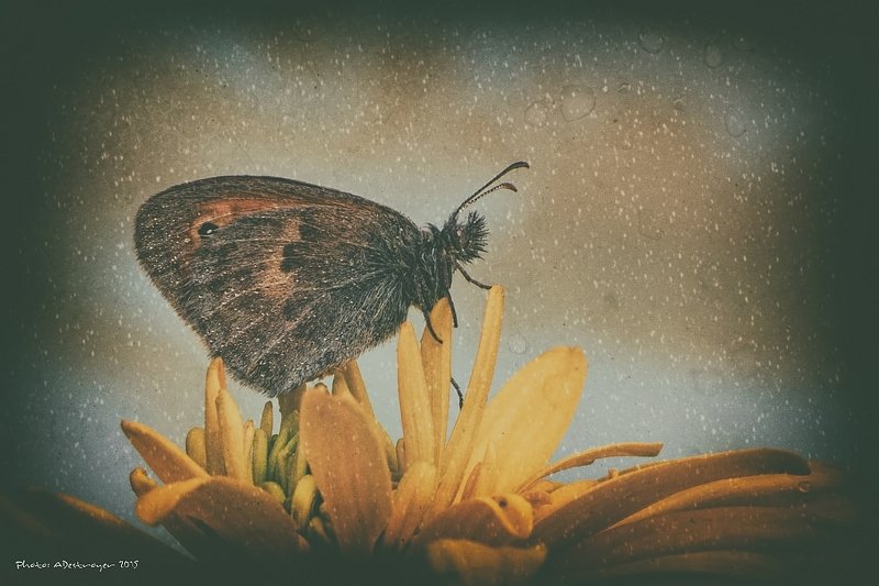 macro nature butterfly Ugly, Dirty, Old VIIIphoto preview