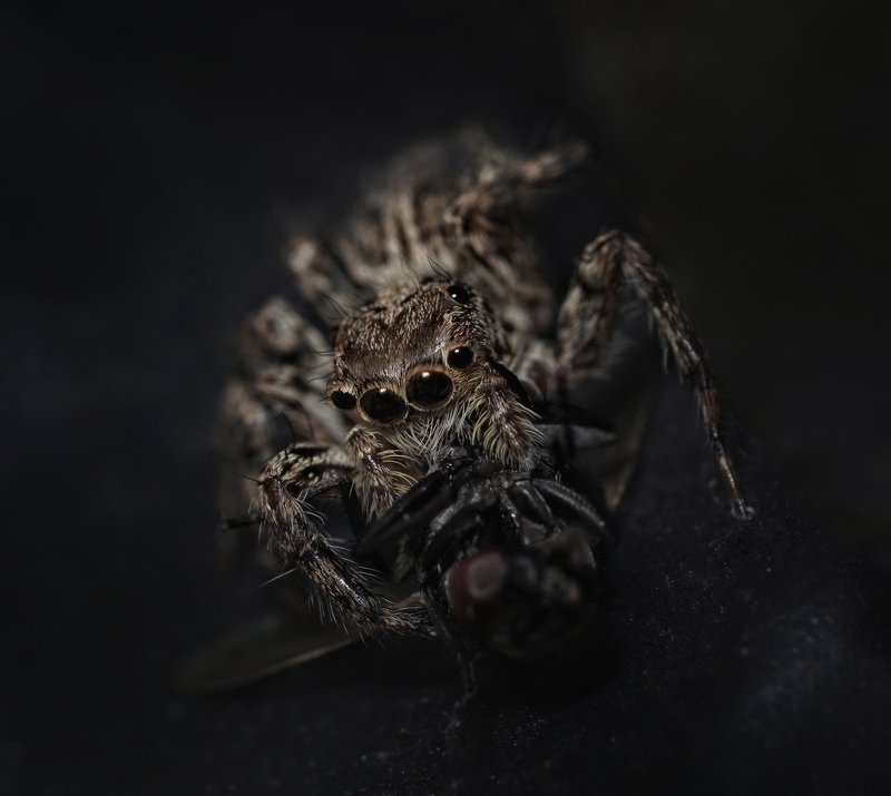 #macro #spider #black Basic Instinctphoto preview