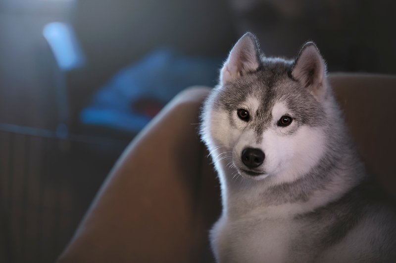 сибирский хаски Pickettphoto preview