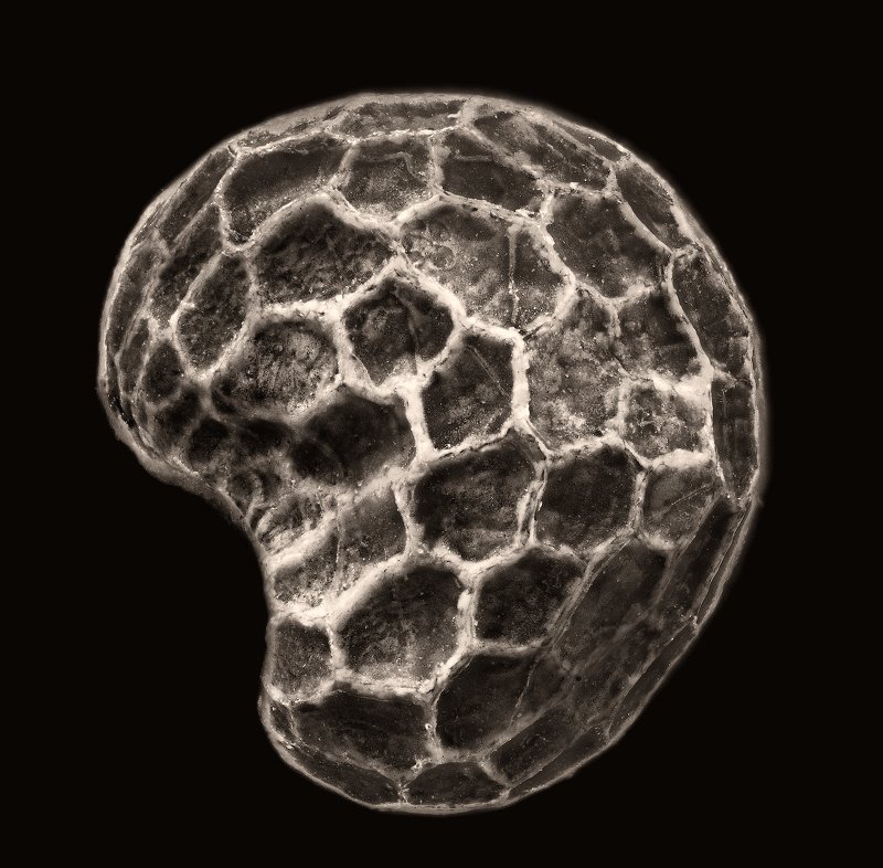 макро, макрофотография, микромир, мак, семечко Маковое семечкоphoto preview