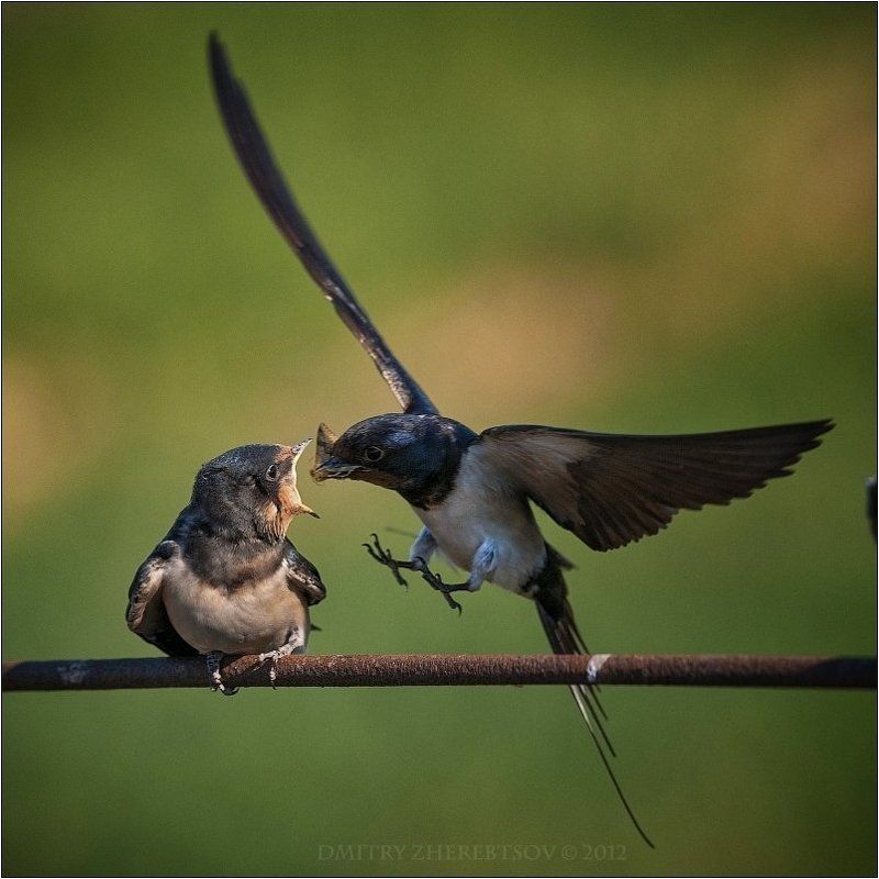 деревенская, ласточка Деревенская ласточкаphoto preview