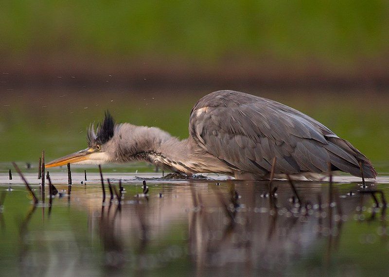 Grey heronphoto preview