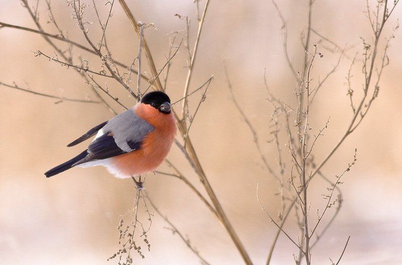 Eurasian bullfinchphoto preview