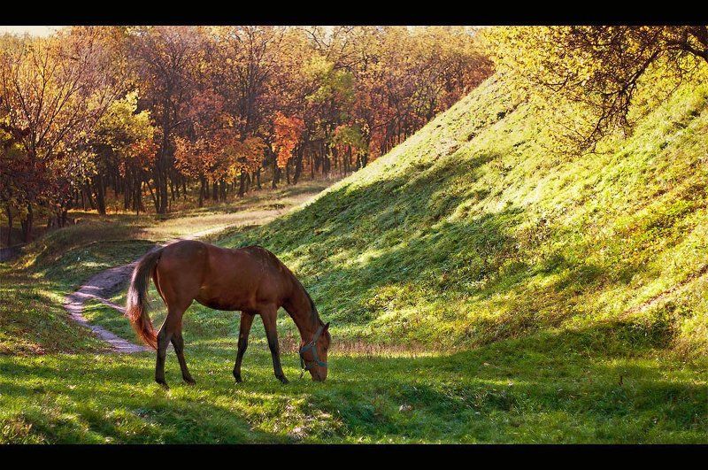осенняяphoto preview