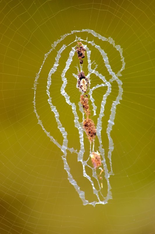 macro, closeup, insect, макро, насекомые, gnilenkov Хитросплетения...photo preview