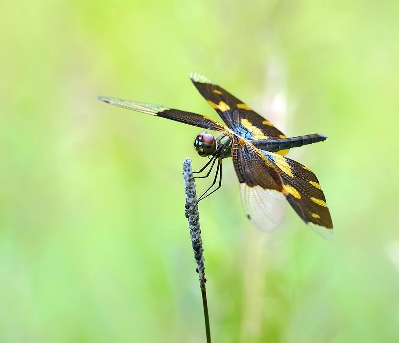 macro, closeup, insect, макро, насекомые, gnilenkov Rhyothemis variegataphoto preview