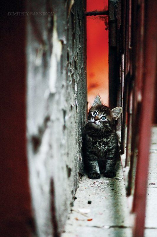 ****************************photo preview