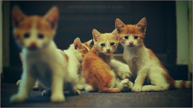 Рыжая семейкаphoto preview