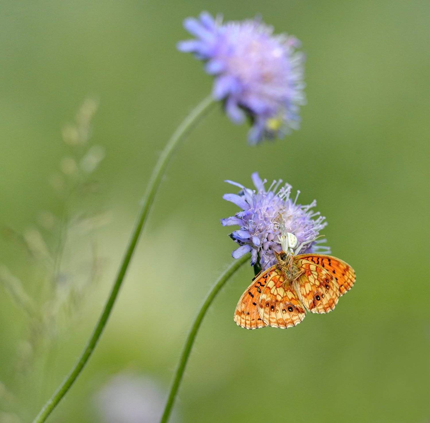 macro, closeup, insect, макро, насекомые, gnilenkov, Alexey Gnilenkov