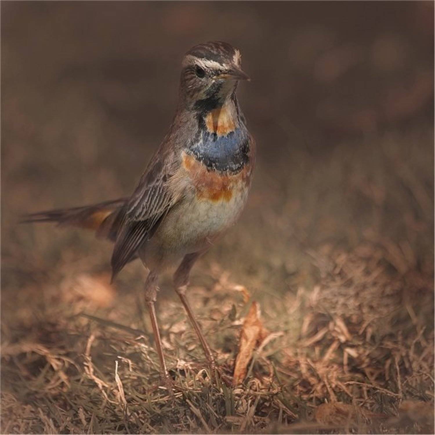 , Дмитрий Алексеев