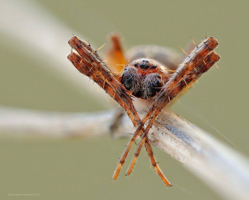 Кошачьи лапыphoto preview