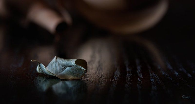 листик, осенний Осень. Листик.photo preview