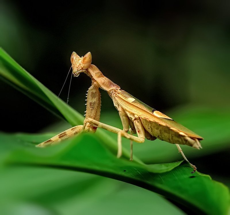 macro, closeup, insect, макро, насекомые, gnilenkov Богомольчик...photo preview