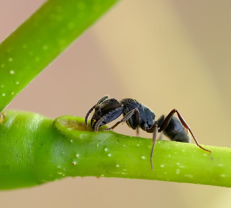 macro, closeup, insect, макро, насекомые, gnilenkov Влаги напиться...photo preview