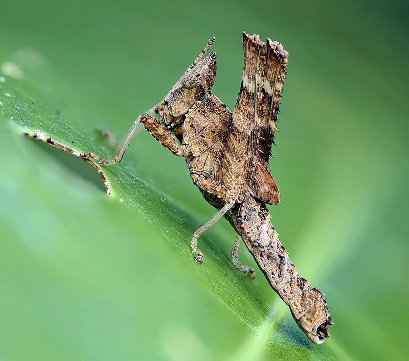 Эриантус...photo preview