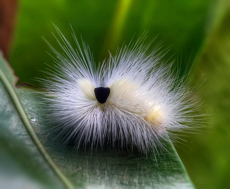 Мохнатая...photo preview