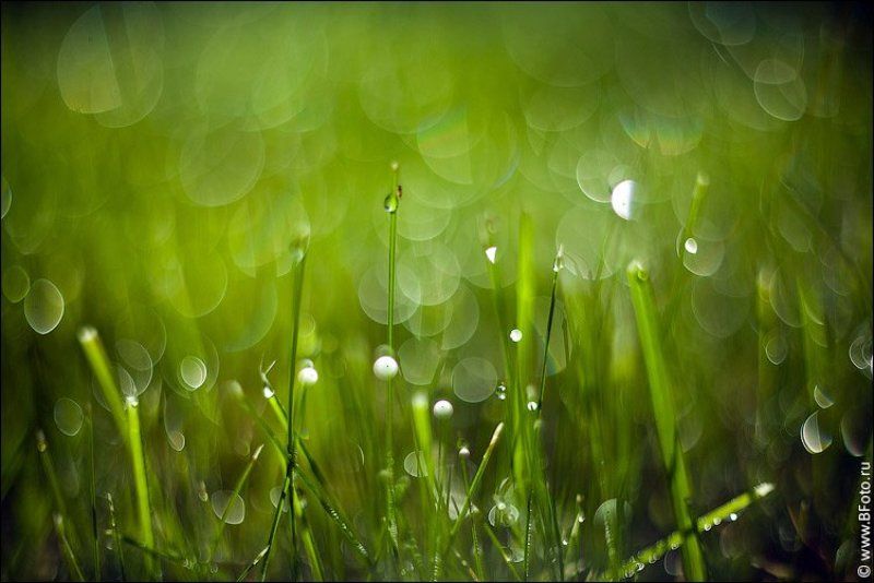 утренняя, роса, макро, газон, трава Утренняя росаphoto preview