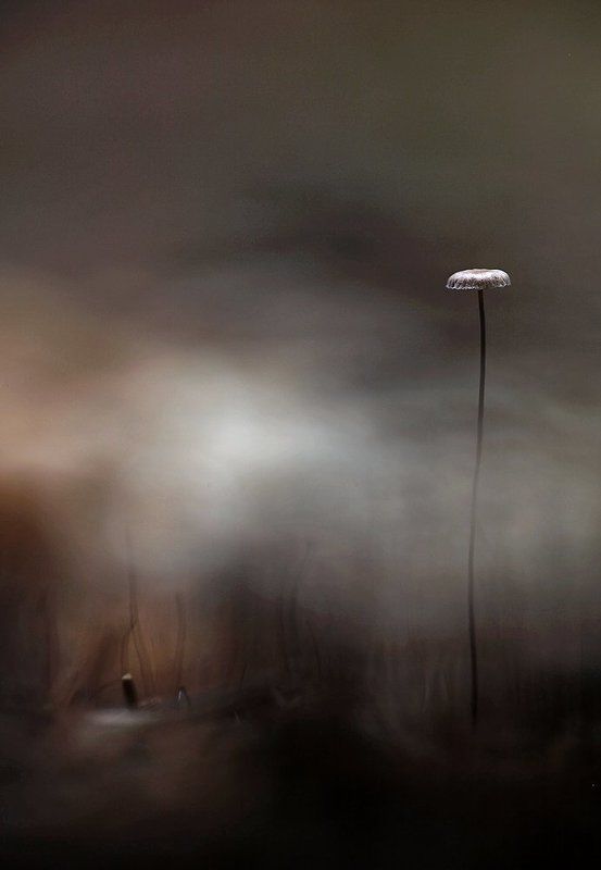 III Мировая окончена. Победитель.photo preview