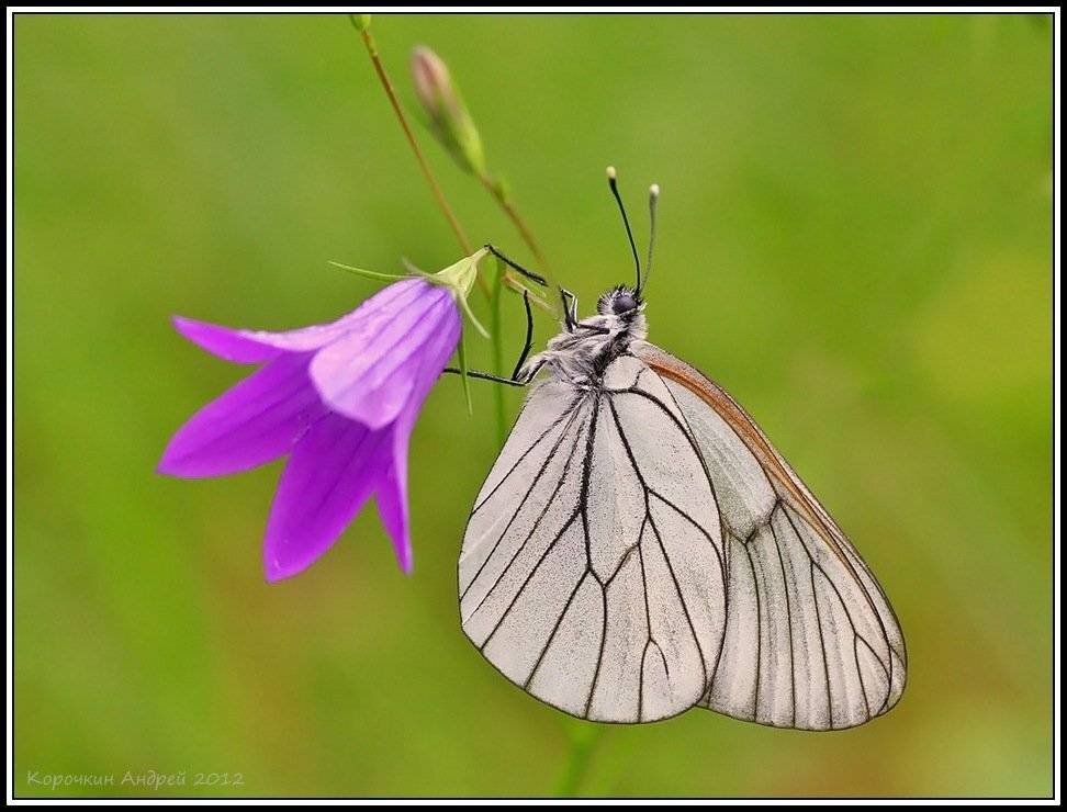 , Андрей Корочкин