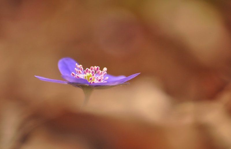 Цветы в лесуphoto preview