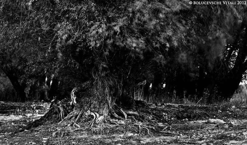 Nature on Halloweenphoto preview