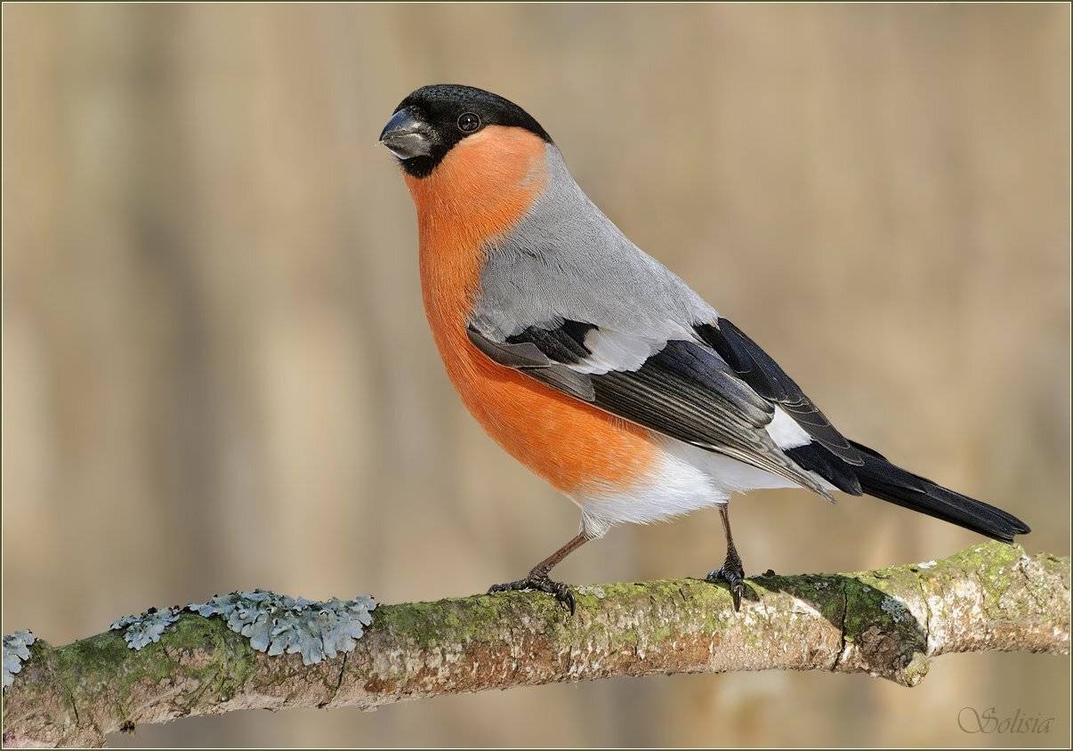 Красногрудый. Автор: Солисия птицы, природа, снегирь, самец, pyrrhula pyrrhula, Солисия