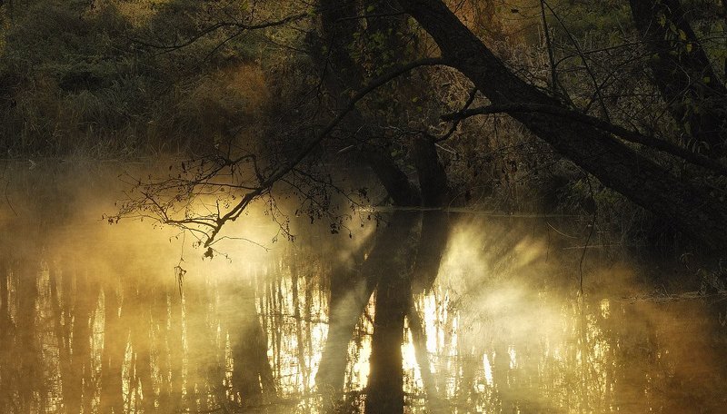 Водяное светилоphoto preview