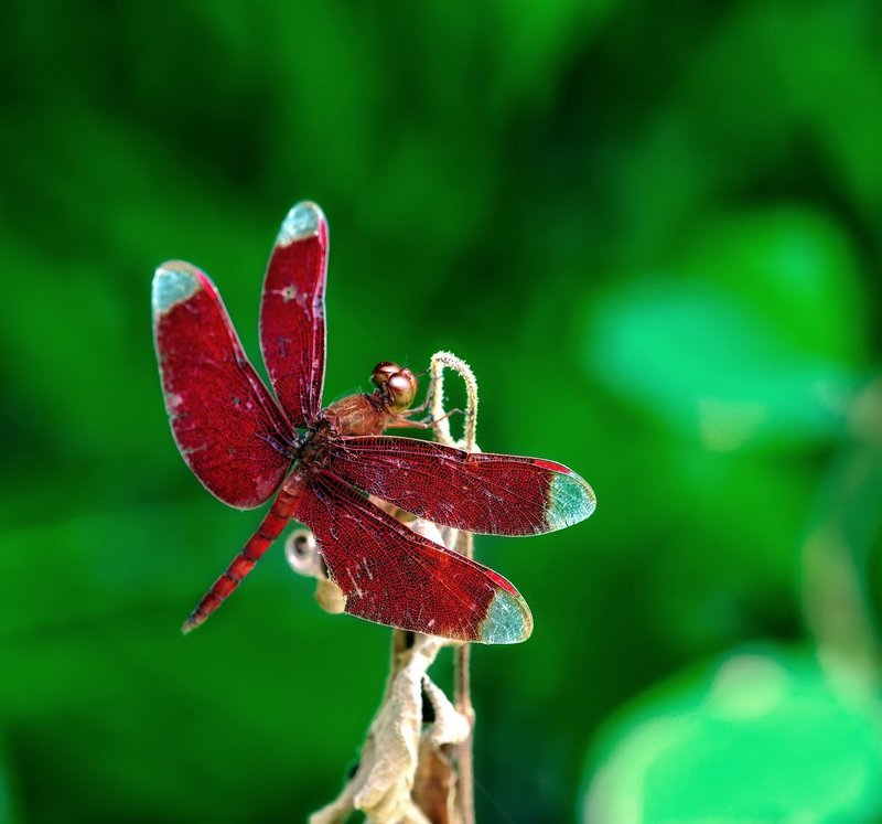 Neurothemis fulvia (male)photo preview