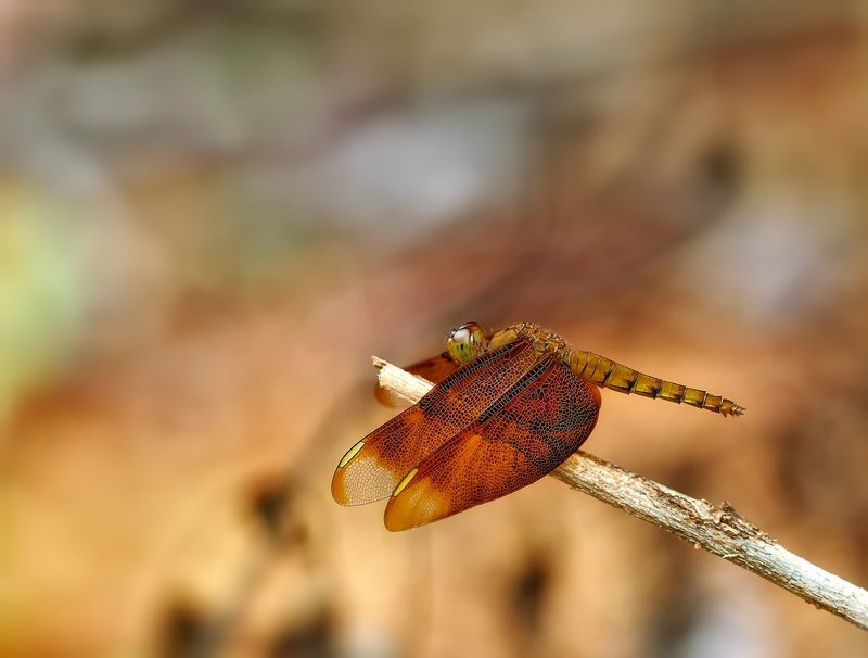 Neurothemis fulvia (female)photo preview