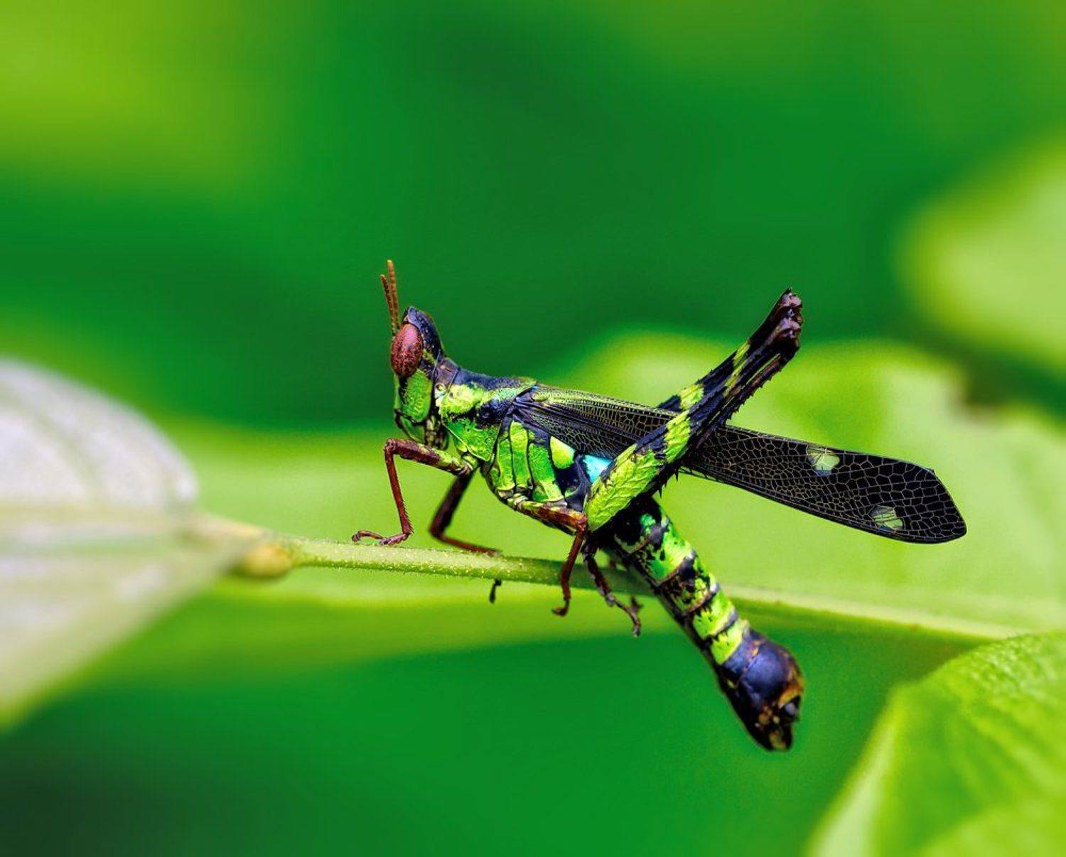 Эриантус.... Автор: Alexey Gnilenkov , Alexey Gnilenkov