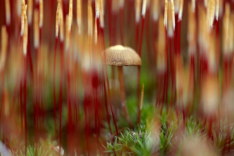 за грибами....................... фото превью